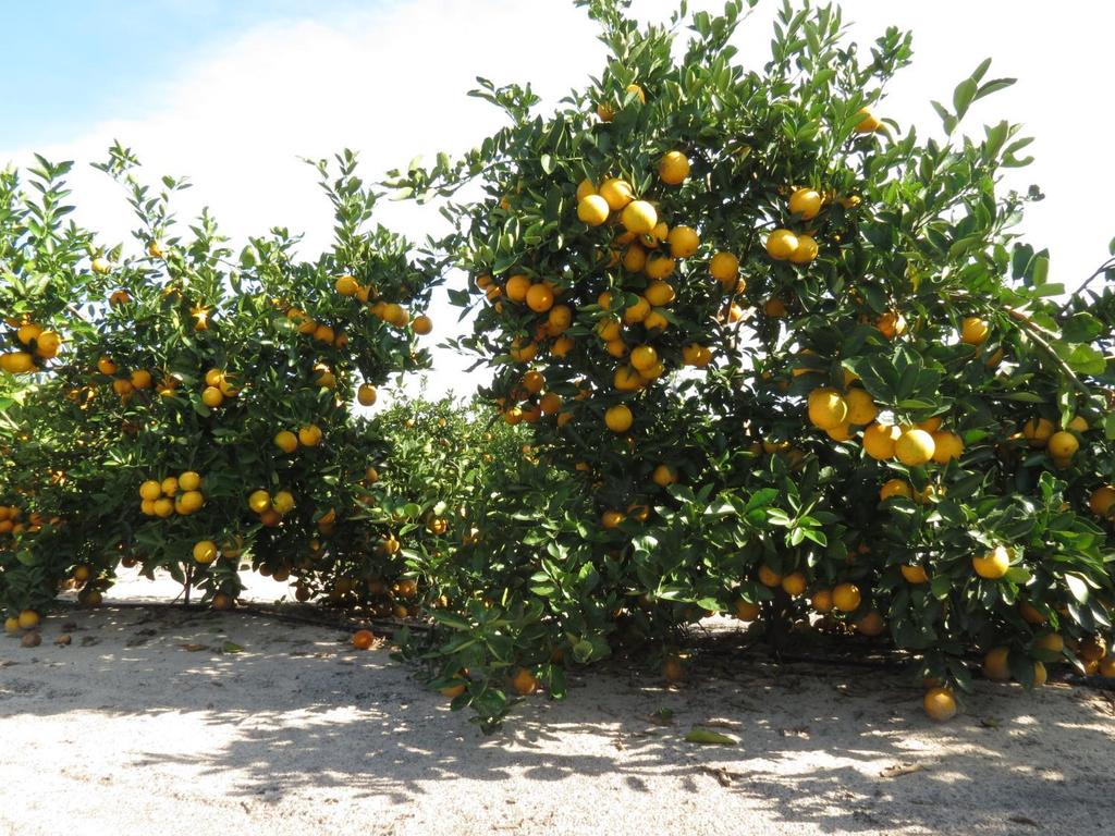 Advanced Citrus Production Systems (ACPS) High density (363 trees/acre) precocious