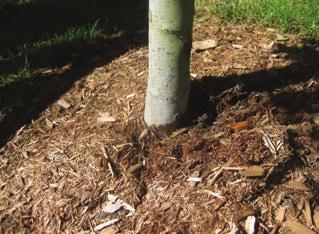 high Proper mulching technique: Use 6 to 8 small buckets of mulch Place around the base of the
