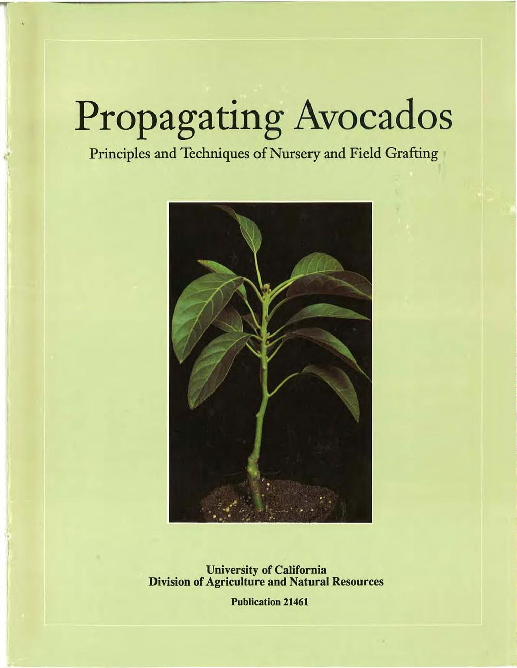 Propagating Avocados Principles and Techniques of Nursery and Field Grafting