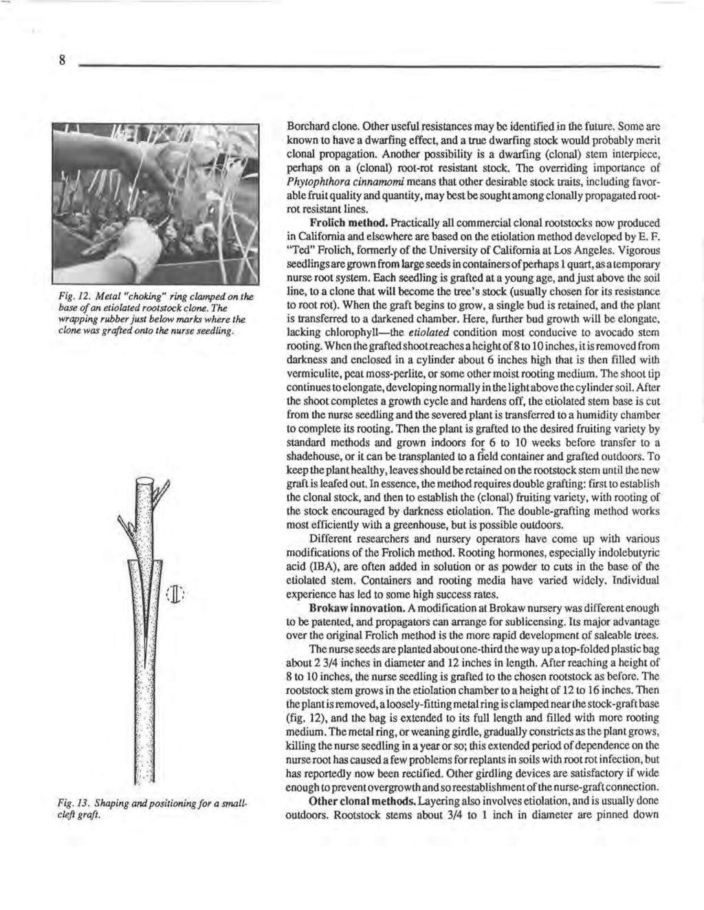 8 Fig. 12. Metal "choking" ring clamped on the base of an etiolated rootstock clone. The wrapping rubber just below mnrks where the clone was grafted onto the nurse seedling. '..'; :., ' j. ::. ".. I "],.