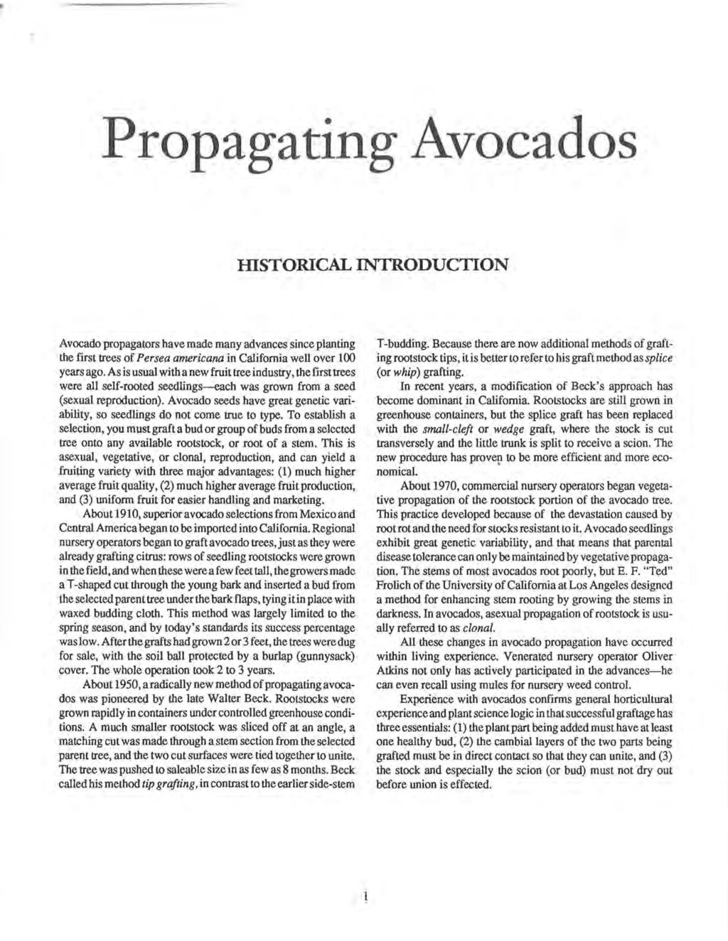 Propagating Avocados mstorical INTRODUCTION Avocado propagators have made many advances since planting the first trees of Persea americana in California well over 100 years ago.