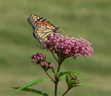 Butterfly Host Plants Butterfly Host Plants are important when you create your butterfly garden