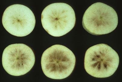 Various temperature-management programs have been developed to minimize the development of specific low temperature-related storage disorders. For some produce (e.g. persimmons, nectarines), visible symptoms of chilling injury may develop later and be less severe at temperatures closer to 0 0 C than at higher storage temperatures (e.