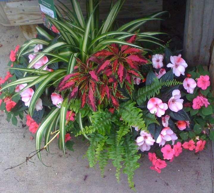 Indoor plants outside for