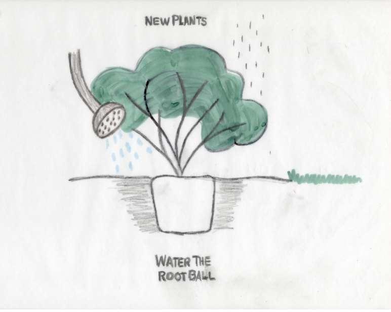 Watering and Drainage --1-3 drainage holes --no stones --newspaper to cover --saucers empty often