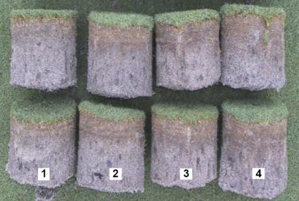 (putting greens) Clipping Removal & Aeration Turfgrass N Cycle Fertilizer Denitrification & Volatilization OM accumulates as turf ages
