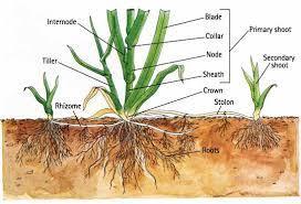 Plant the correct grass/plant 2.