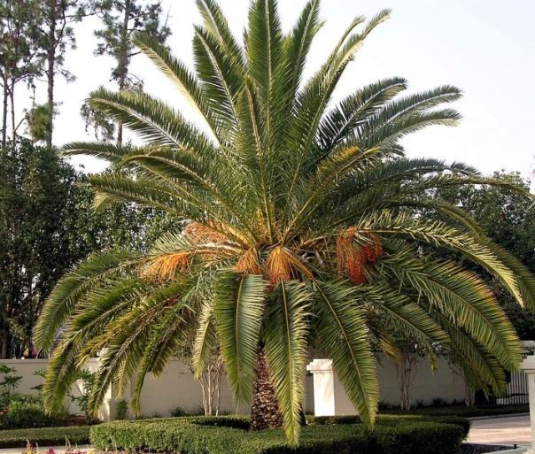 Palms are different: Develop nutrient deficiencies if Lawn fertilizer used Florida s Finest Palm & Ornamental Special 8%