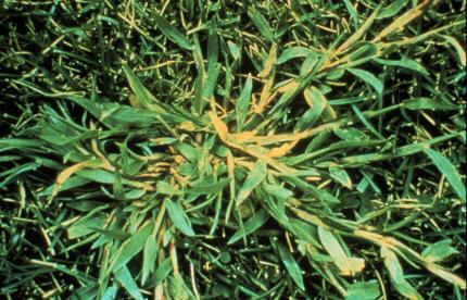 Major Problems with Lawns - Crabgrass Instead of Chemicals Dithiopyr - Dimension Siduron Tupersan