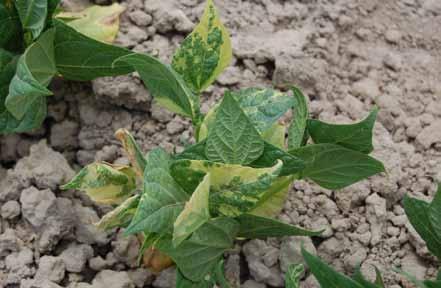 Know how. Know now. Abiotic Diseases of Dry Beans Robert M. Harveson, Extension Plant Pathologist, and Carlos A. Urrea, Dry Bean Breeder, University of Nebraska Lincoln Howard F.