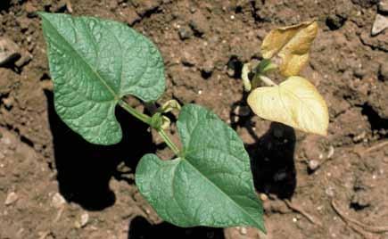 outcrossing during seed production. They may occur any time in the season. In leaf tissues, they cause a loss of chlorophyll, giving the leaf a white to yellow variegation (Figure 1).