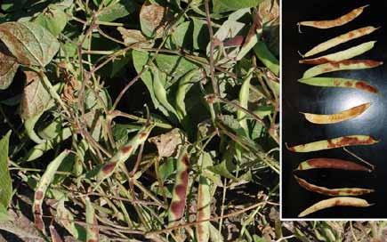 Temperature Sunburn can occur on bean leaves, stems, or pods. This problem generally occurs after periods of intense sunlight and high temperatures.