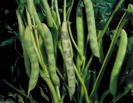 Spray Damage If chemicals are applied incorrectly, bean plants may be damaged at any point during the season.