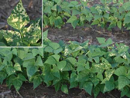 Soil Compaction Dry beans are very susceptible to soil compaction.