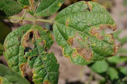 Bacterial disease on dry bean leaves