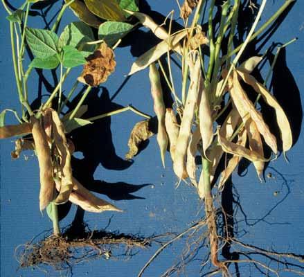 Figure 22. Severe damage of dry bean plant (left) due to soil compaction. Note stunting.
