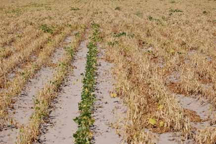 Effects of compaction in the field on dry bean plants.