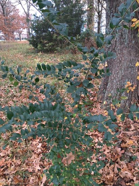 It's leaves have opposite arrangement, are usually evergreen, and oval or oblong.