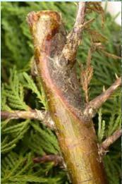 tomato Fatal Fireblight on Apple and Pear,