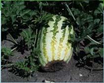 affects tomatoes, peppers, squash and melons Build Healthy Soils Healthy soils support