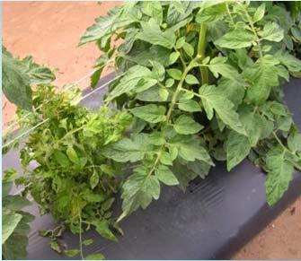 possible diseases and resistant varieties Purchase disease- & insect free - plants from