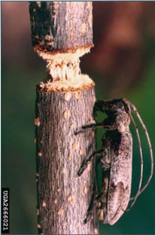 insects and diseases from overwintering Pick up twigs under pecan trees