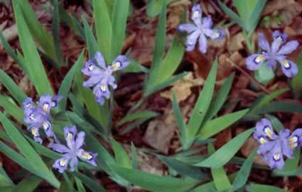 NATIVE PLANT GARDEN Iris cristata (Dwarf Crested Iris) Eupatorium maculation (Joe Pye)