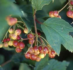 trilobum (Compact American Cranberry) Cimicifuga racemosa