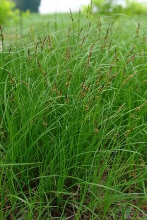 grass (Panicum virgatum) Little