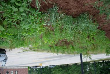 Rain Gardens Filter Stormwater Runoff What is Stormwater Runoff? During a rainstorm, rainwater that falls on roofs, parking lots, streets and sidewalks will collect and run downhill.