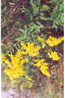 You can find a list of Rhode Island native plants that can be used in Rain Gardens by going to the web site: URI Health Landscapes www.uri.