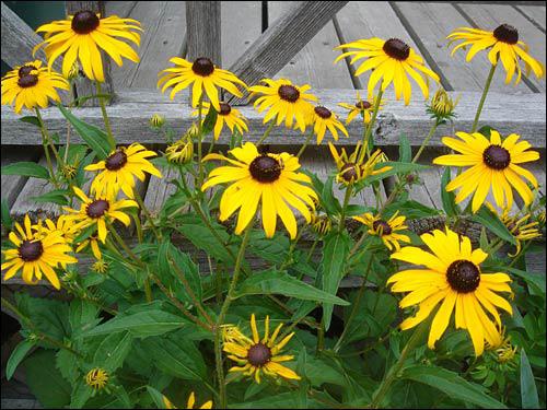 Brown-eyed Susans appear even more vibrant in front of the weathered wood of a cottage deck.