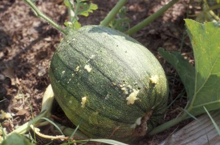 Vegetables: Bean beetles, squash beetles and squash bugs can be especially prevalent this time of year.