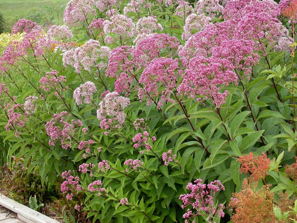 Page 5 SPOTLIGHT: JOE- PYE WEED You can t miss the Joe-Pye-Weed along the roadsides this year. It towers above roadside ditches with huge clusters of mauve-pink flowers atop 7 to 10 foot plants.