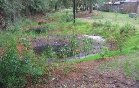 Standard Rain Garden, drain in 12 hours - 3 days Plants tolerant of moist