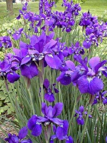 Iris, Iris psuedacorus, is not