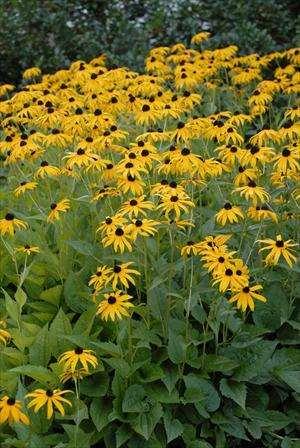 Native Yellow flowers