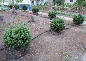Watering Rain Gardens Right after