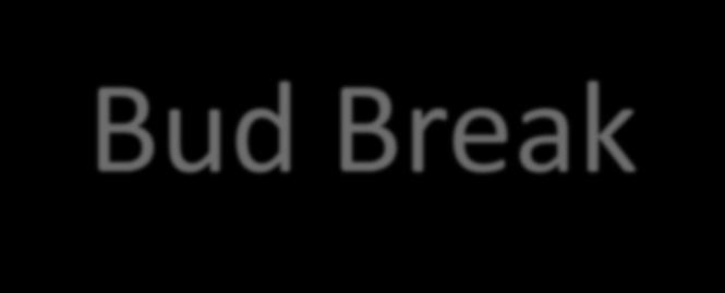 Bud Break