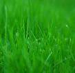 To check if your lawn requires more water don't just look at the grass but