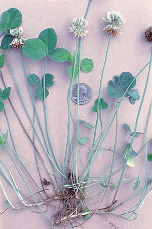 White Clover White clover is one of the most widely-grown forage legume crops in the world.