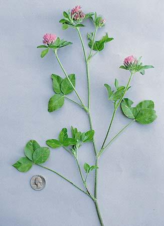 White clover is a relatively lowgrowing legume that spreads by stolons and can tolerate close grazing. It furnishes grazing in fall, late winter and spring.