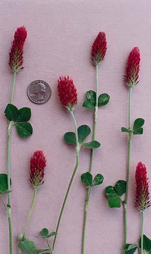 Crimson Clover Crimson clover often serves as a benchmark for other cool season annual legumes. Crimson furnishes some grazing in late fall and winter and abundant grazing in early spring.