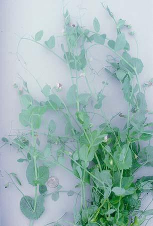 Winter Pea Winter pea (Austrian winter pea) produces a viney stem that will extend from two to four feet in length and produce white, yellow or purple flowers.