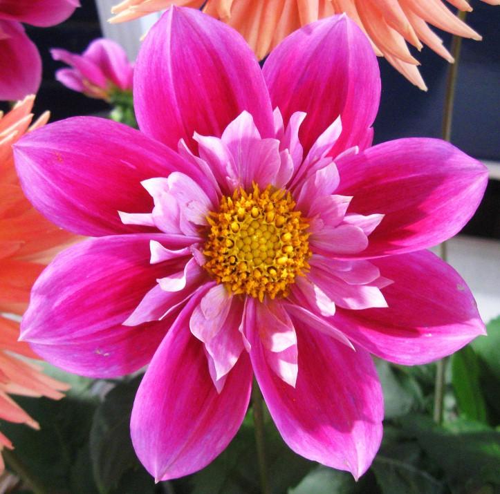 Rules The term cactus to include semi-cactus throughout this schedule. SPECIAL DAHLIA AWARDS The Sir John Reid Trophy will be awarded to the Most Meritorious exhibit of dahlias in the Show.