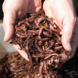 After the castings are produced, separate the worms from the compost and add more bedding and organic material.