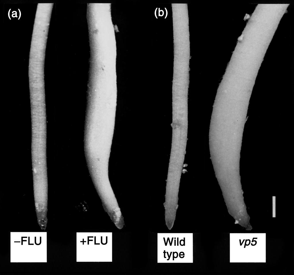 214 R. E. Shrp stntilly inhiited t the root tip ABA content tht occurs in wter-stressed roots.