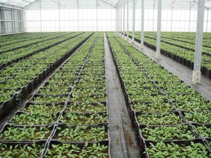 2 round use of greenhouses is becoming predominant, but in moderate and warm climate regions, they are still provisional and are only used in winter.
