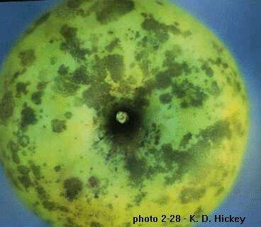 Diseases some affect fruit