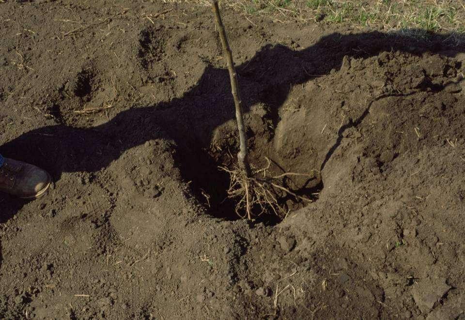 Steps in tree planting Wide shallow hole Prune off long or damaged roots The roots should be